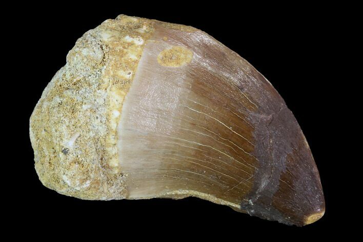 Mosasaur (Prognathodon) Tooth #96795